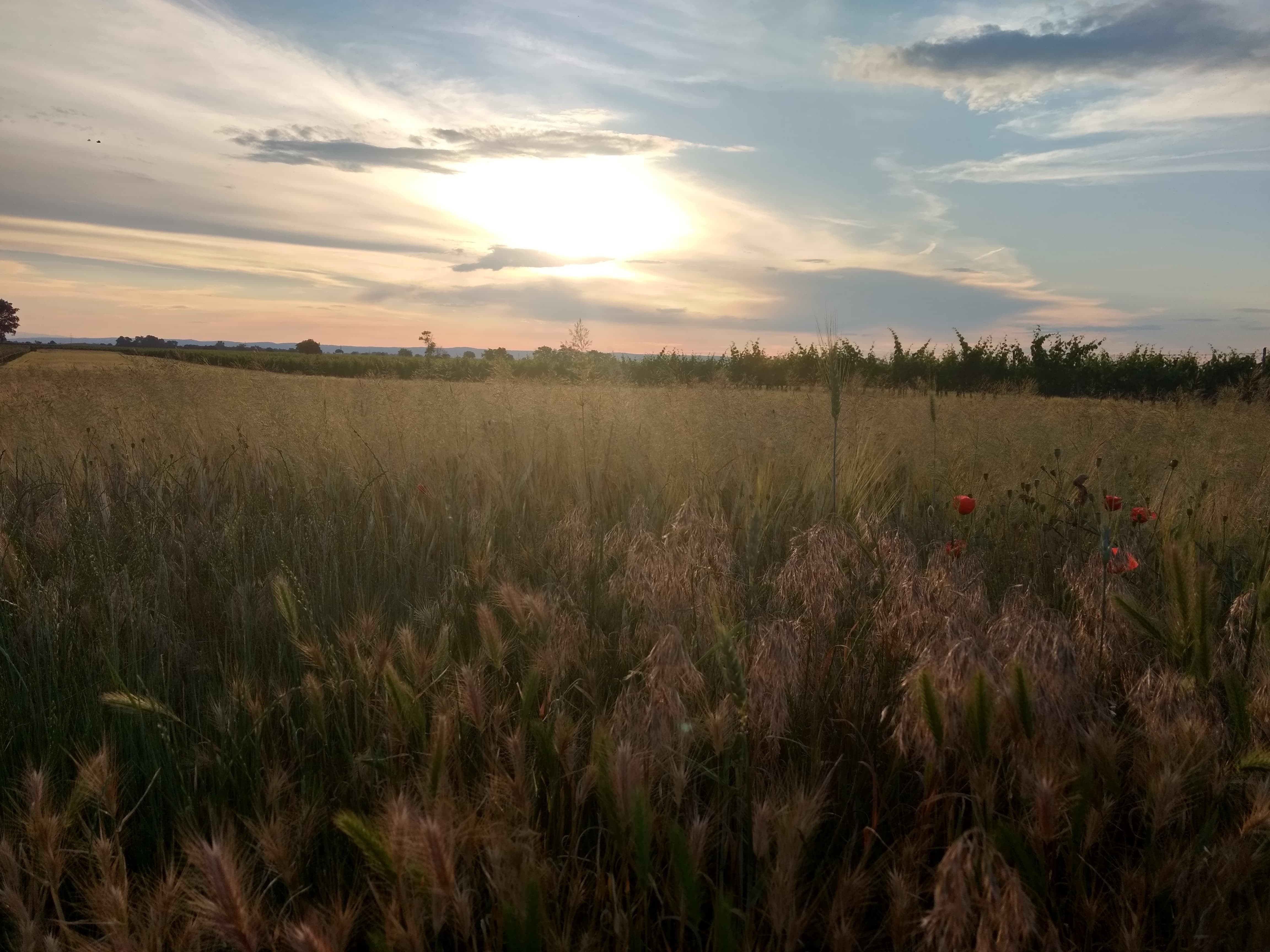 paradies-fuer-zwei_frauenkirchen-natur-2